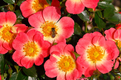 Pianta di rosa Bienenweide Bicolor con abbondante fioritura rosa-bianca e foglie verdi ornamentali