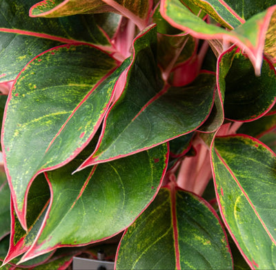 Aglaonema 'Jungle Red'