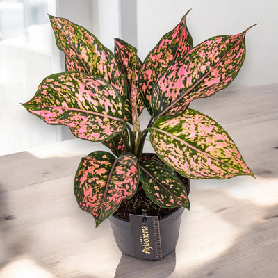 Aglaonema 'Pink Leopard'
