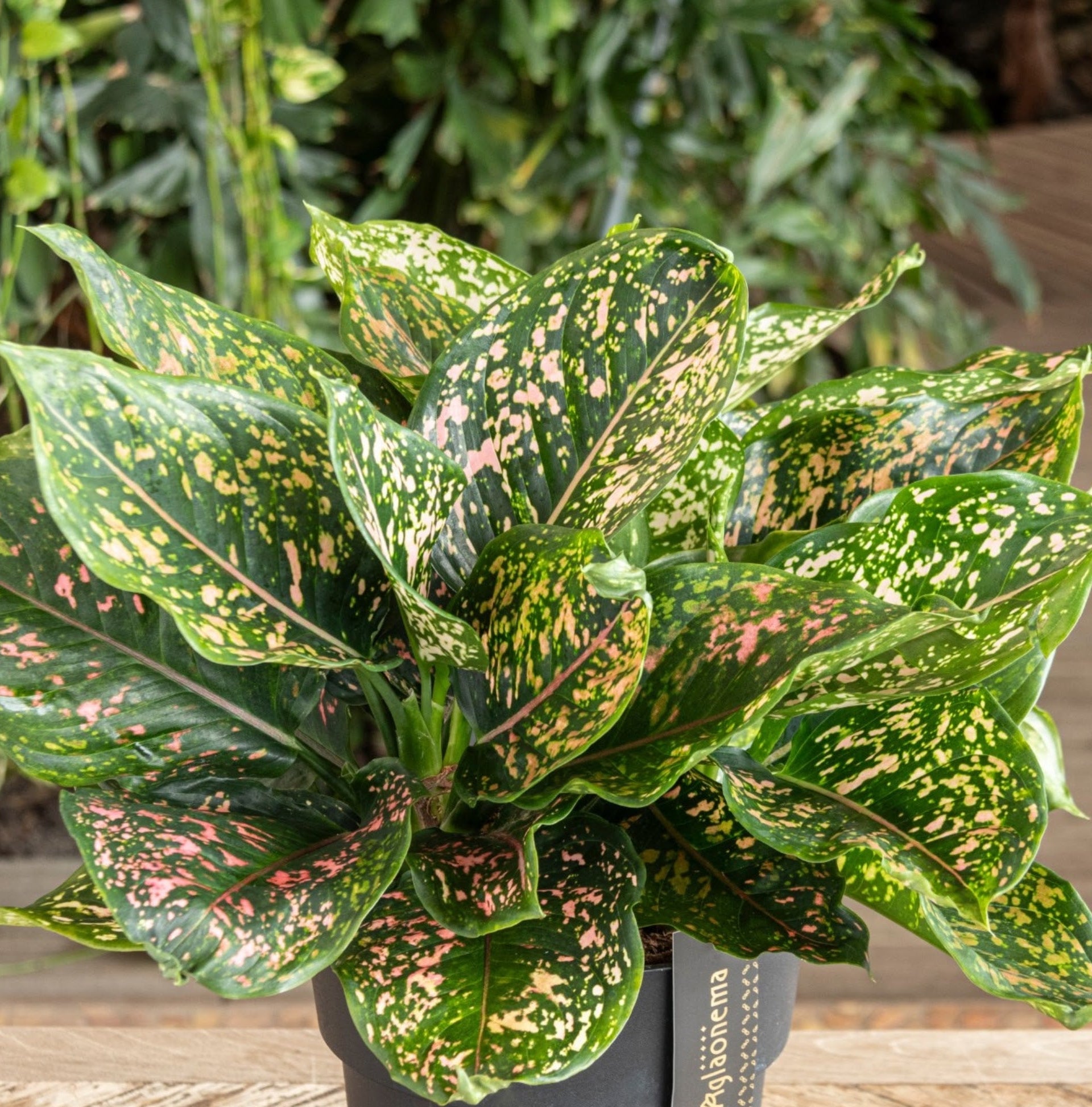 Aglaonema 'Pink Leopard' dettaglio