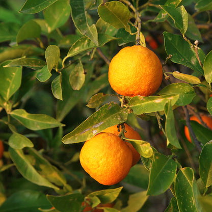 Agrume arancio Sanguinello con frutti rossi maturi sui rami