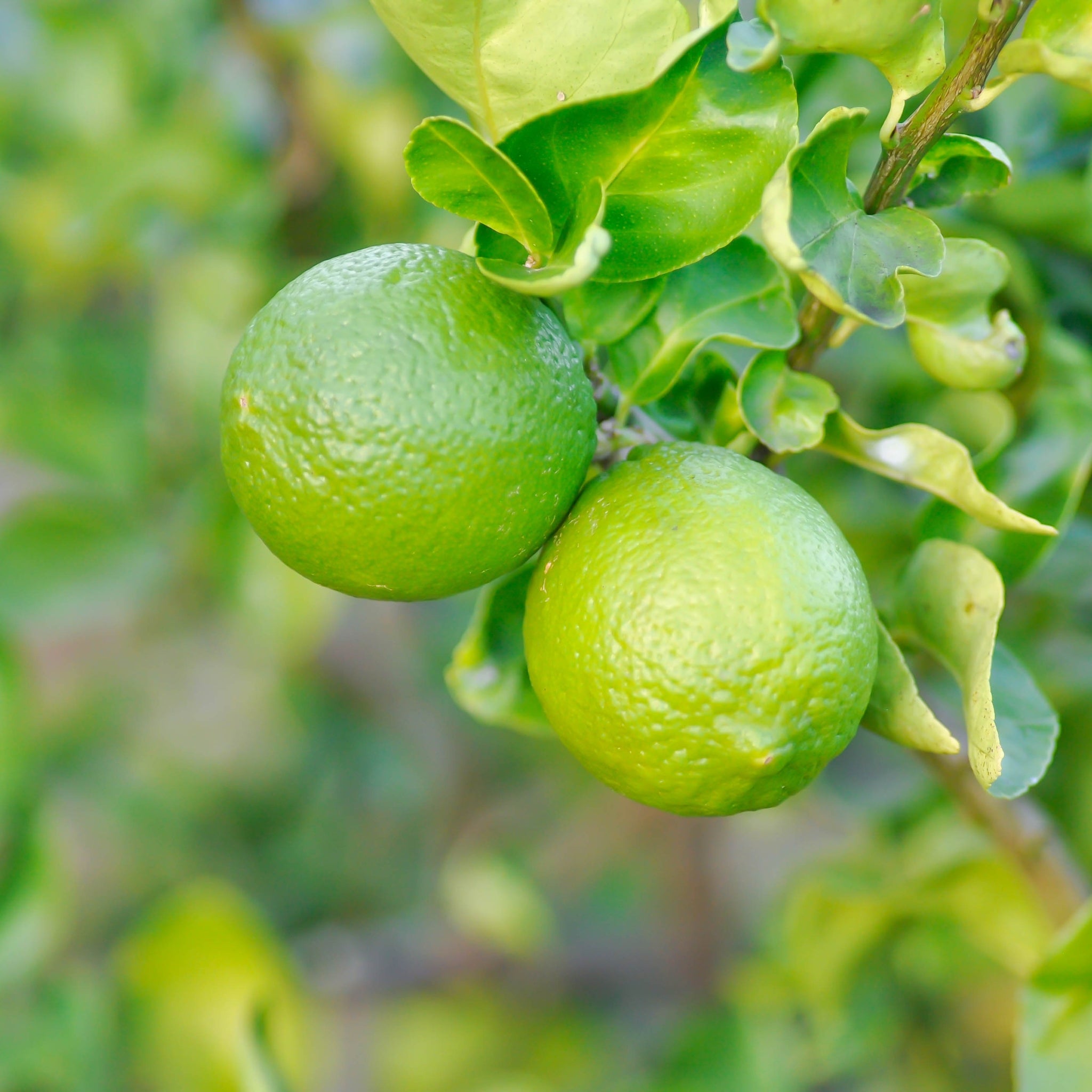 Agrume bergamotto Citrus bergamia con frutti gialli maturi tra le foglie