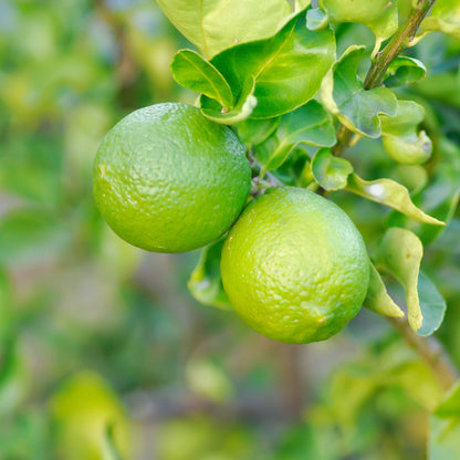 Agrume bergamotto Citrus bergamia con frutti gialli maturi tra le foglie