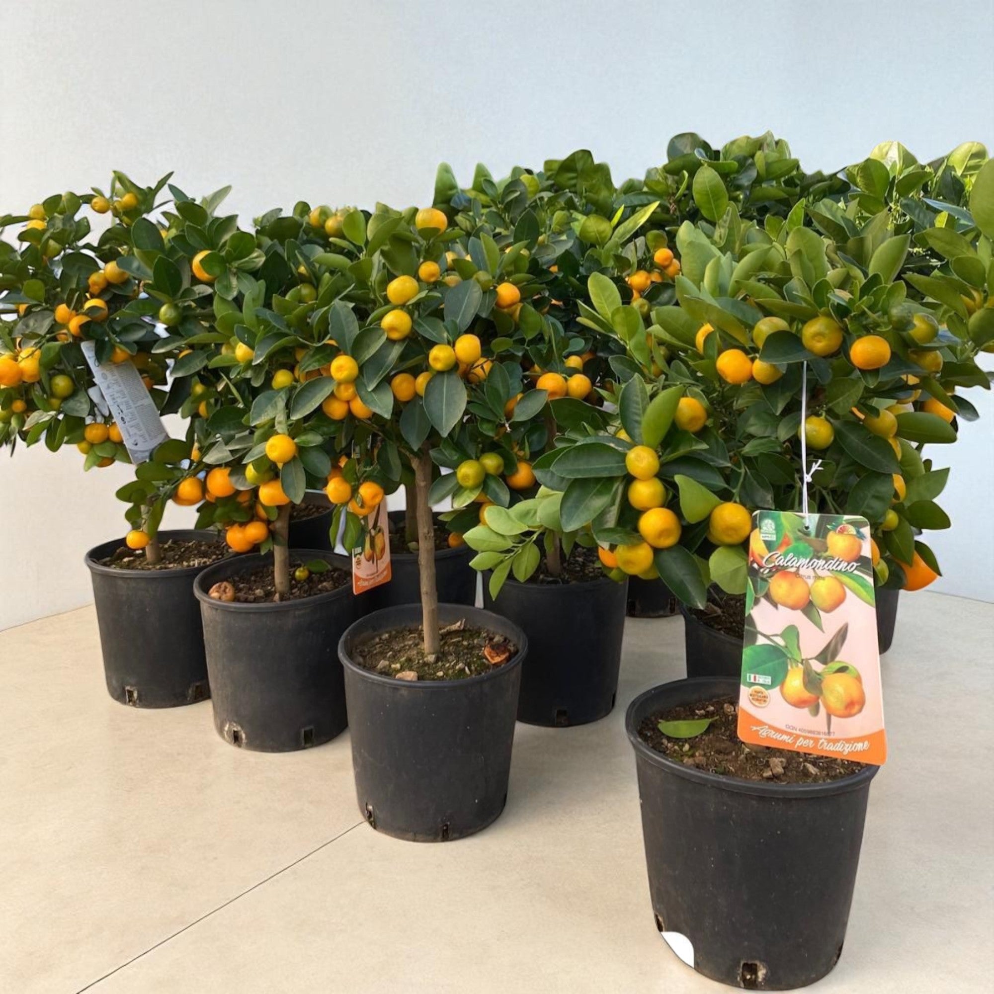 Agrume calamondino Citrus microcarpa con piccoli frutti arancioni
