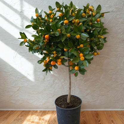 Agrume calamondino con frutti maturi distribuiti su tutta la chioma