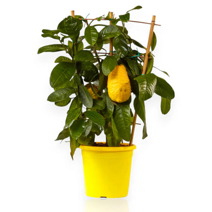 Cedro Citrus pianta con frutti maturi
