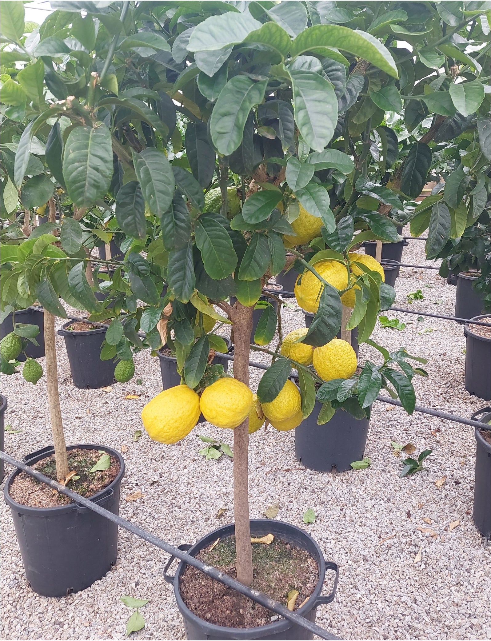 Agrume cedro coltivato in vaso con voluminosi frutti gialli