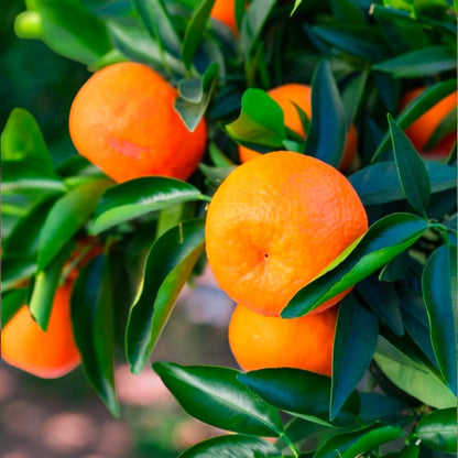 Agrume clementino con clementine mature tra il fogliame sempreverde