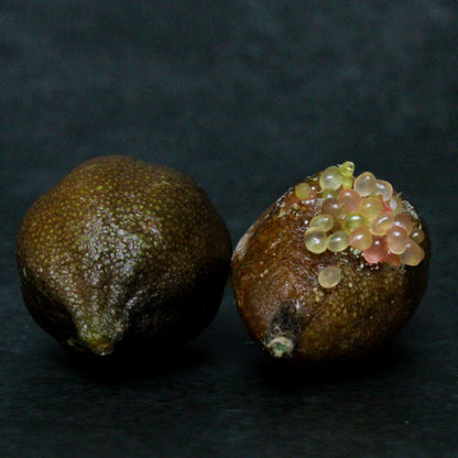 Frutto di finger lime rosa