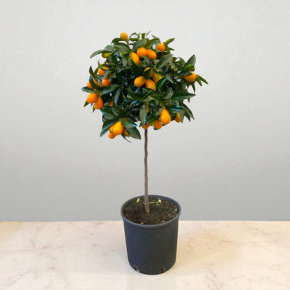 Pianta ornamentale di kumquat con frutti maturi in vaso