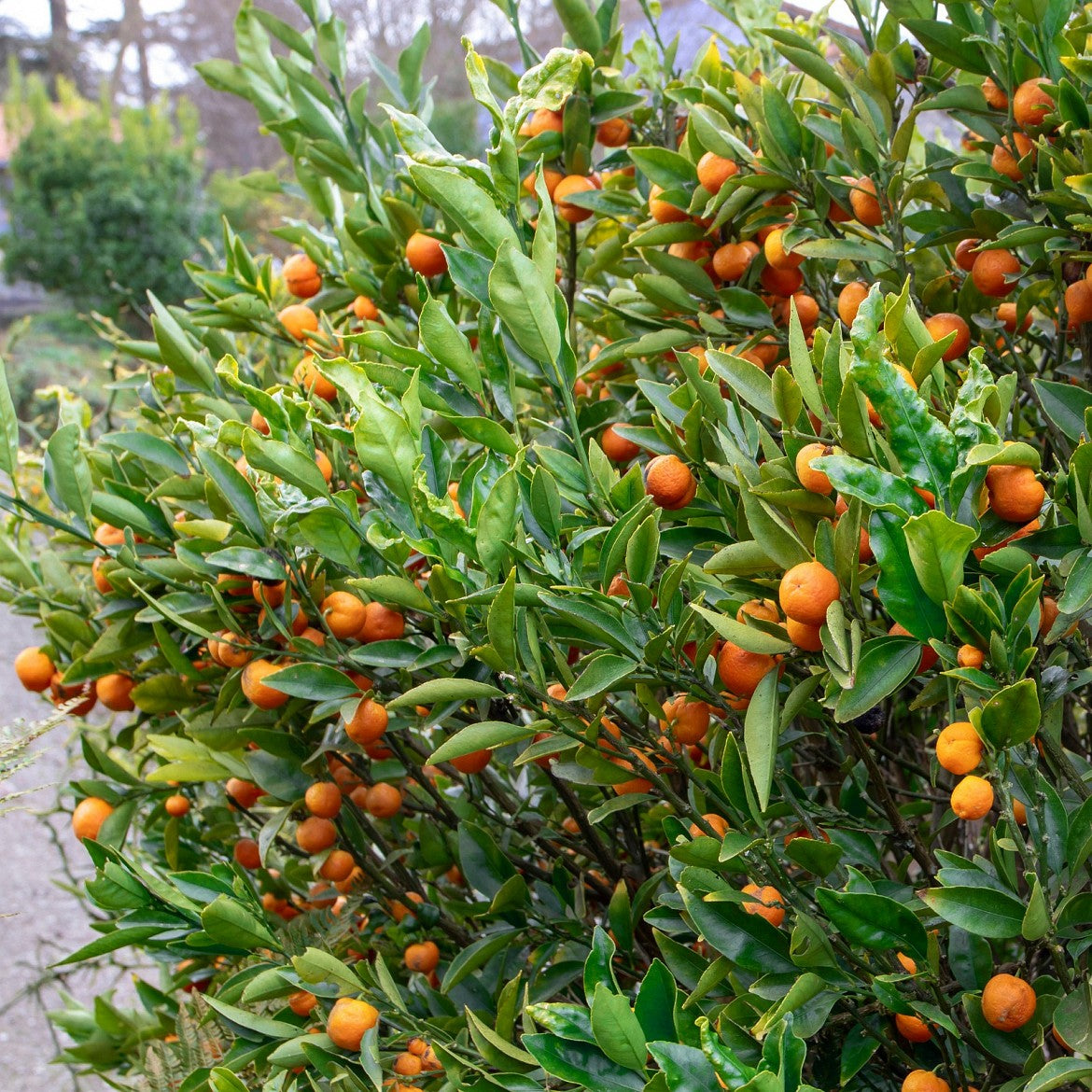 Dettaglio frutti Kucle arancioni sulla pianta con foglie verdi