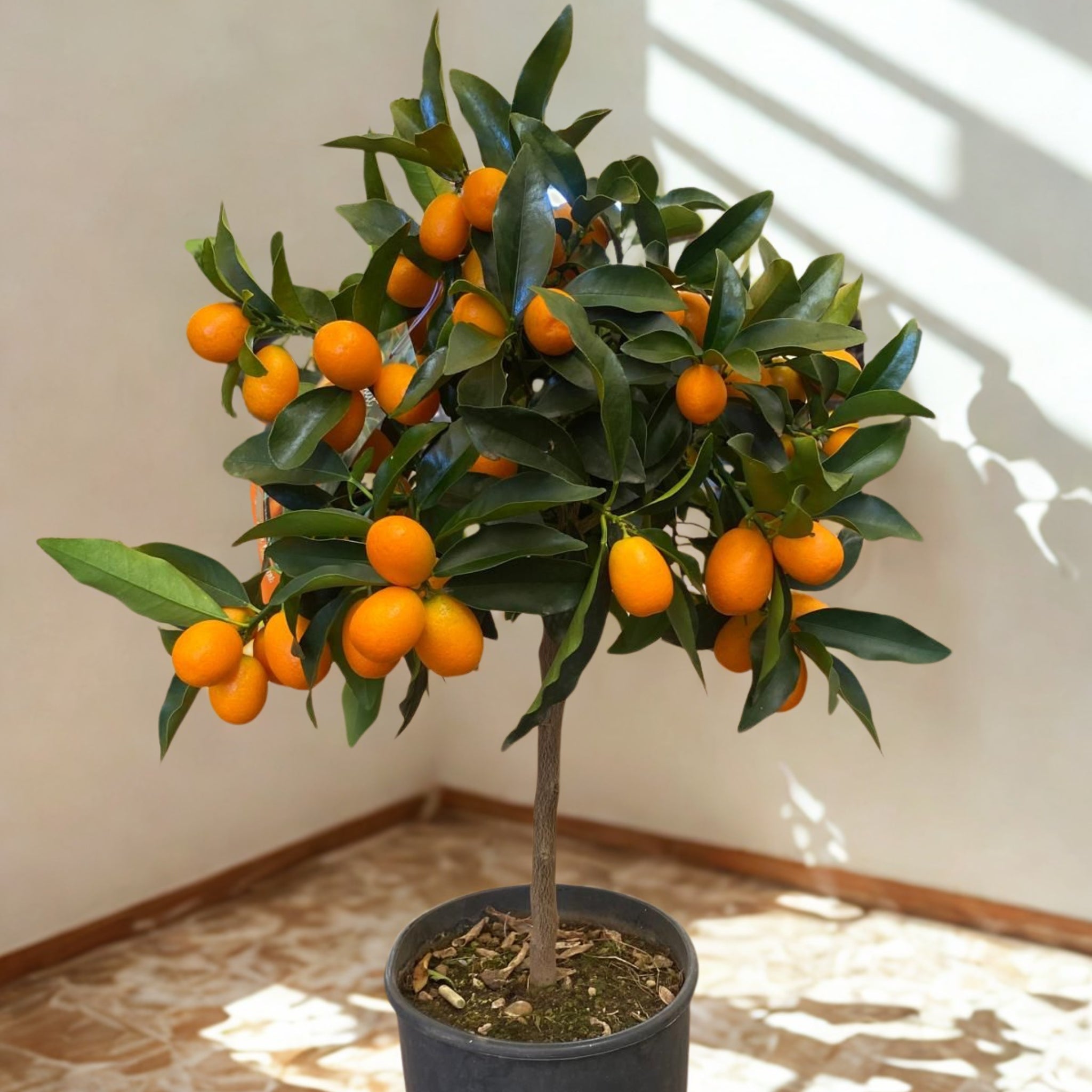 Agrume kumquat con piccoli frutti ovali arancioni tra il fogliame