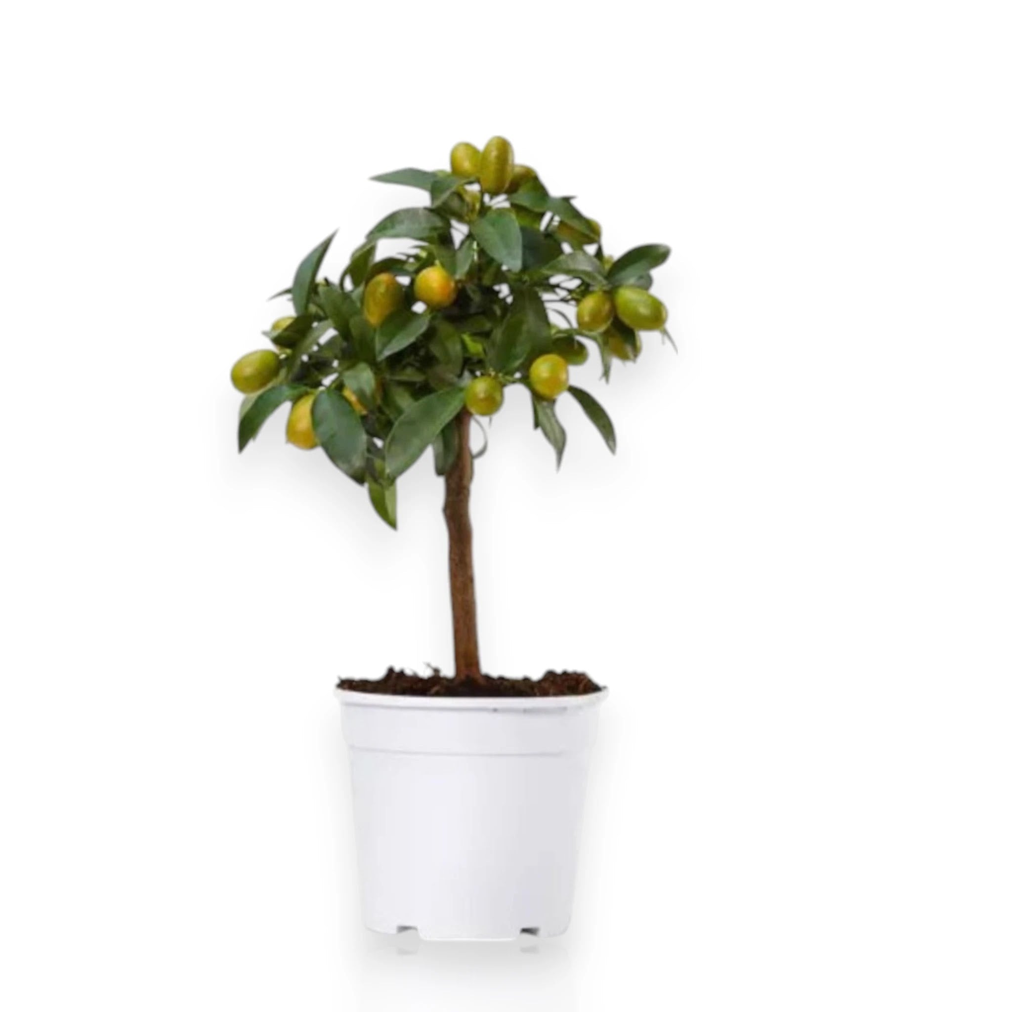 Pianta di kumquat in vaso con piccoli agrumi ovali maturi
