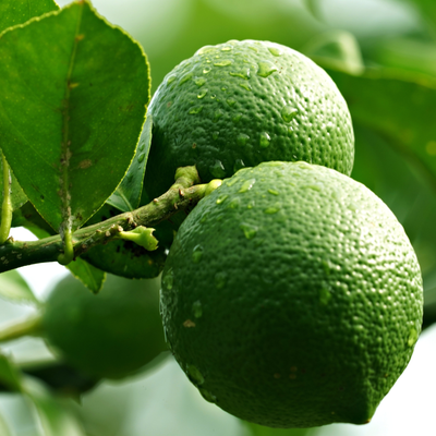 Frutti di Citrus aurantiifolia maturi su albero coltivato all’aperto