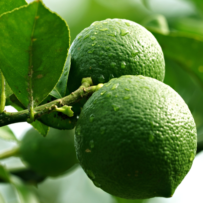 Frutti di Citrus aurantiifolia maturi su albero coltivato all’aperto