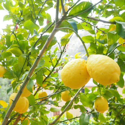 Gruppo di limoni Adamo maturi illuminati dalla luce naturale su sfondo verde
