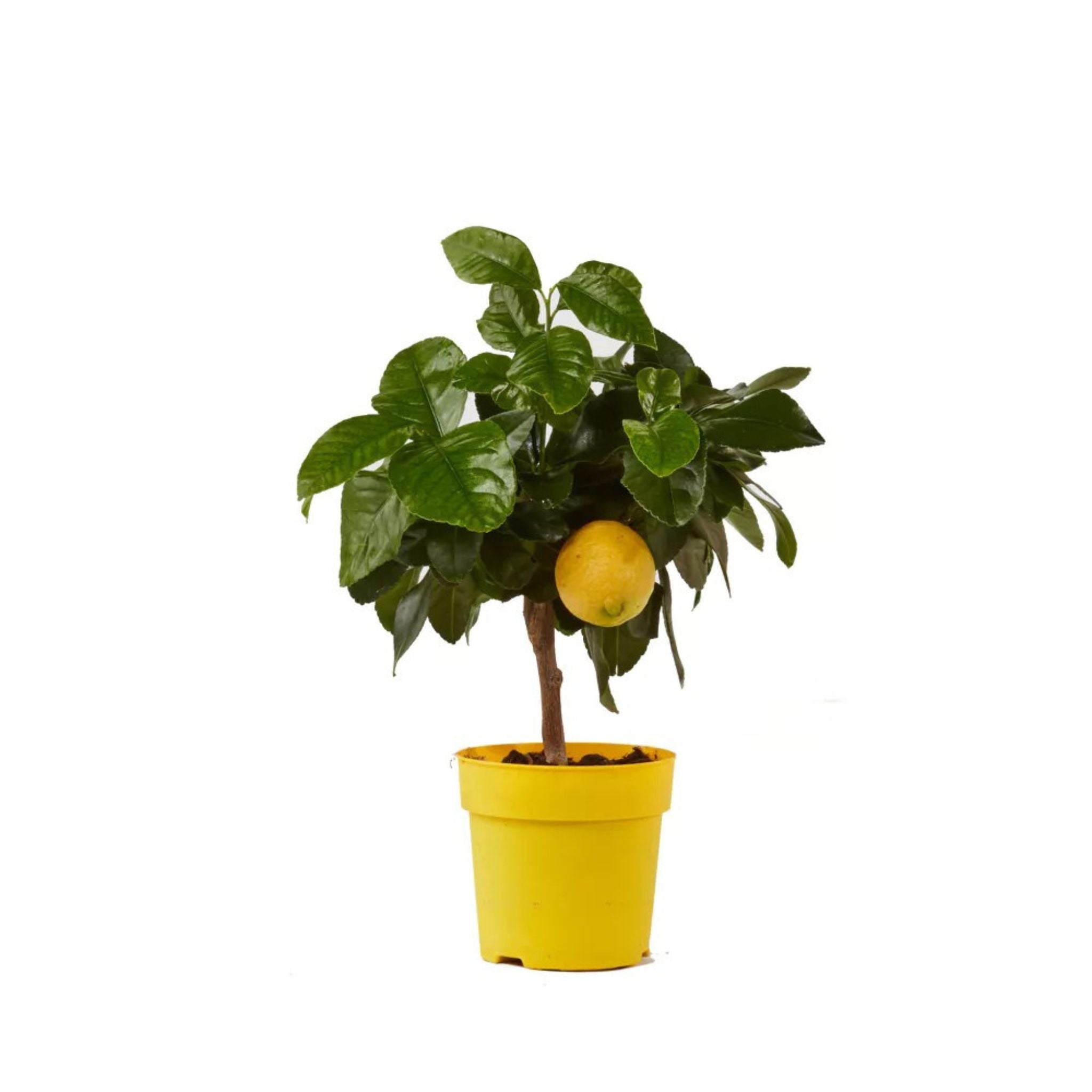 Alberello di limone Amalfitano coltivato in vaso
