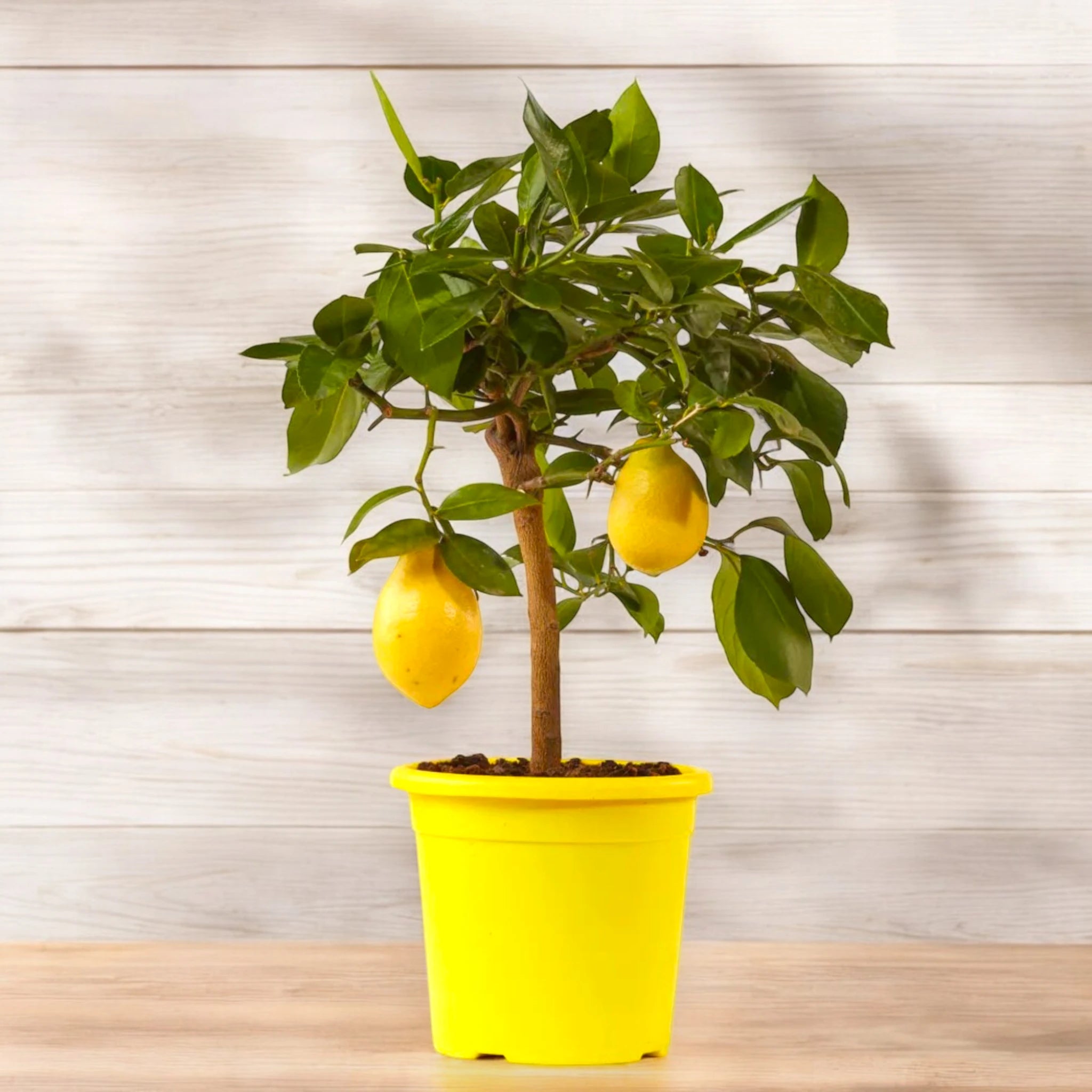 Pianta di limone Lunario in vaso con frutti maturi
