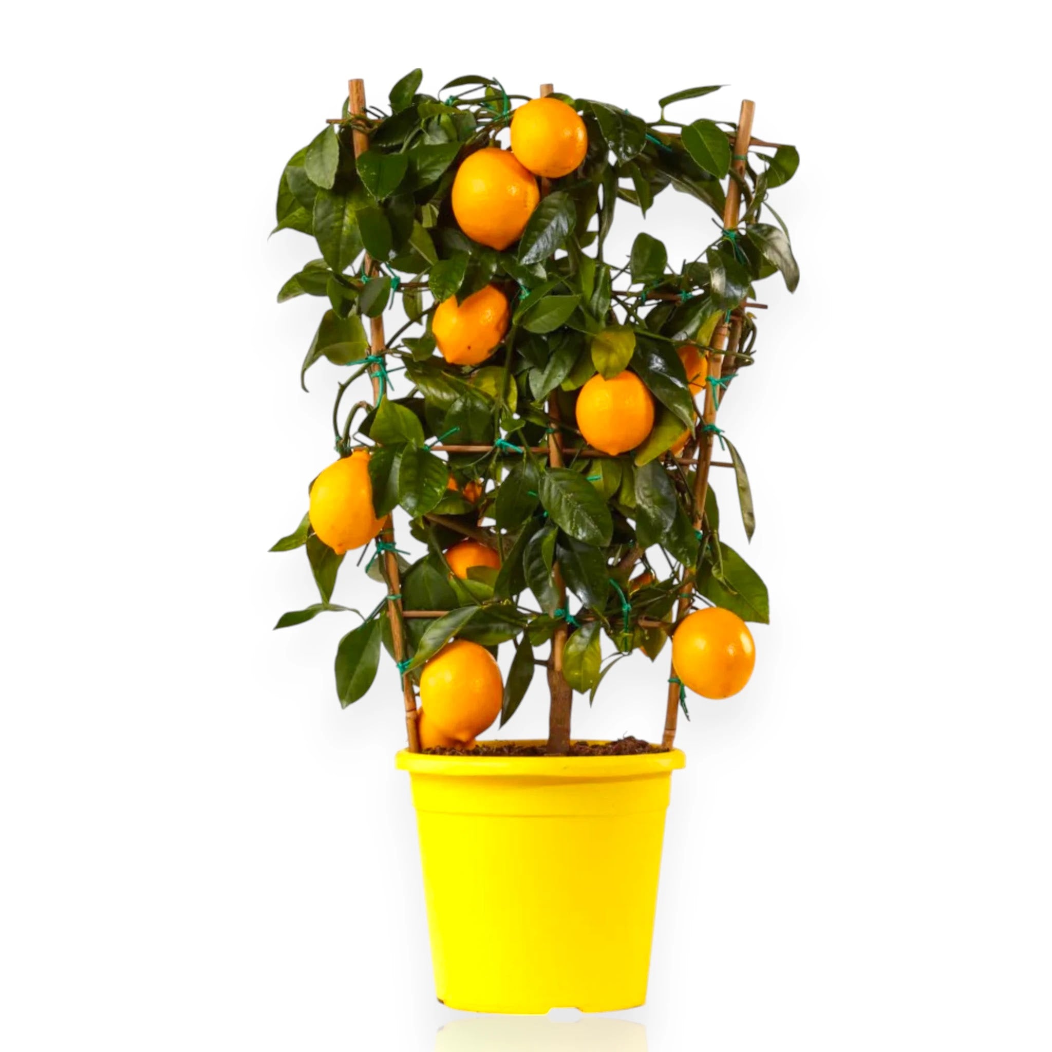 Agrume limone Meyer in vaso