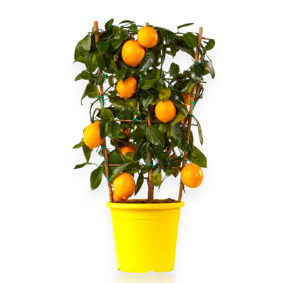 Agrume limone Meyer in vaso