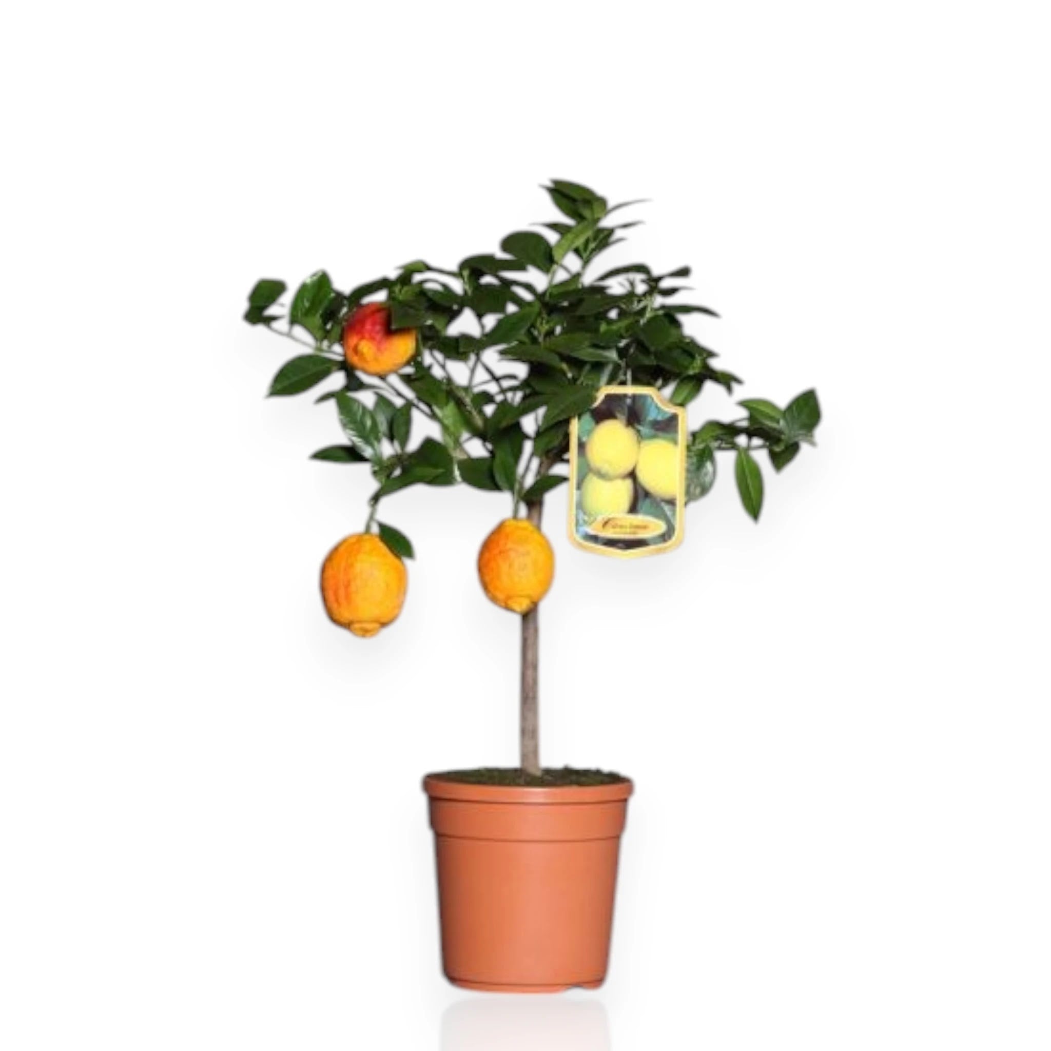 Limone rosso Citrus limon varietà rossa con frutti 
