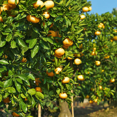 Primo piano di mandarini maturi con scorza arancione brillante tra il fogliame verde