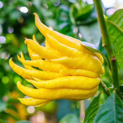 Dettaglio di agrume Mano di Buddha giallo intenso