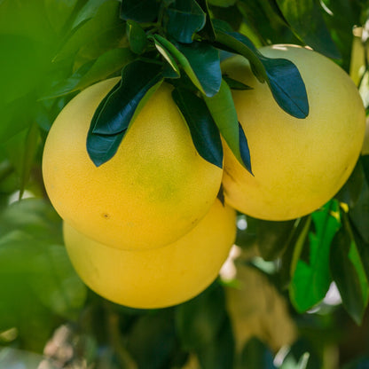 Dettaglio di pompelmi gialli appesi ai rami con vegetazione fitta