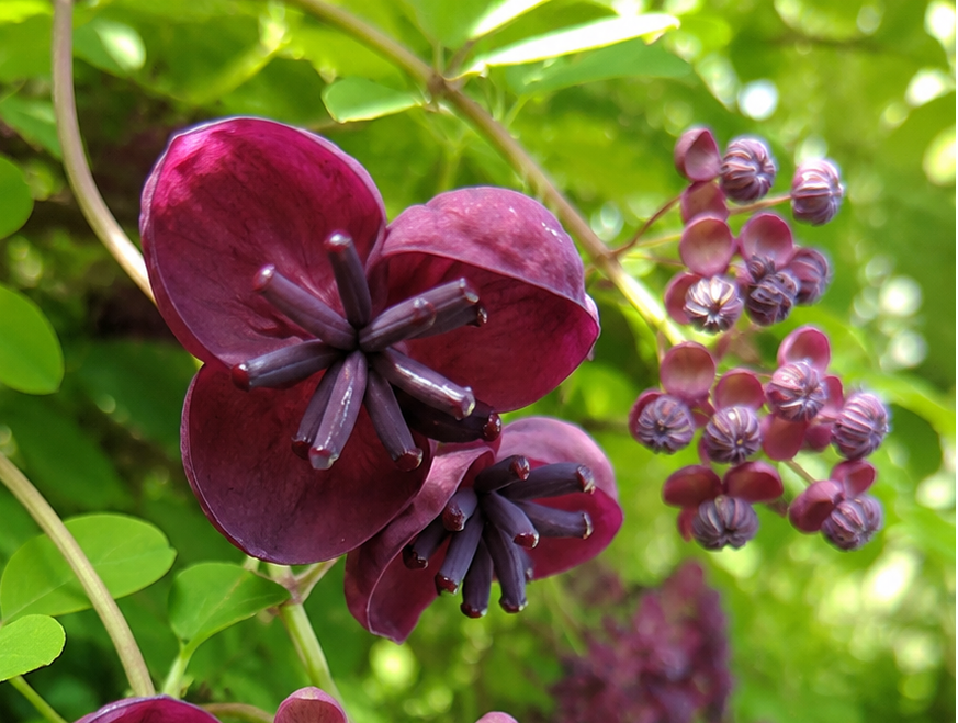 Grappoli viola di Akebia in fiore