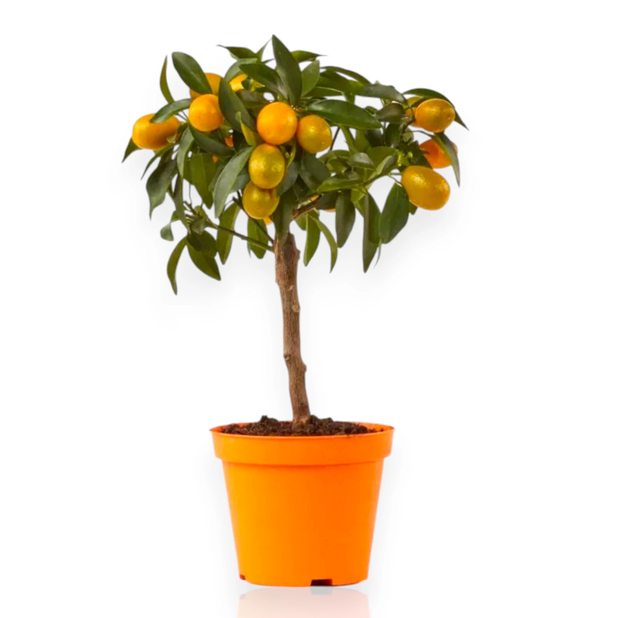 Alberello ornamentale di kumquat con numerosi piccoli frutti ovali