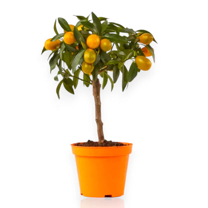 Alberello ornamentale di kumquat con numerosi piccoli frutti ovali