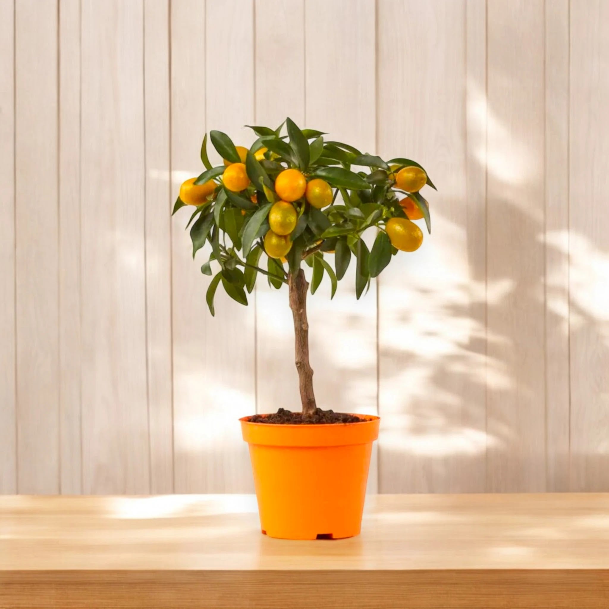 Alberello di kumquat ornamentale in vaso ricco di agrumi ovali