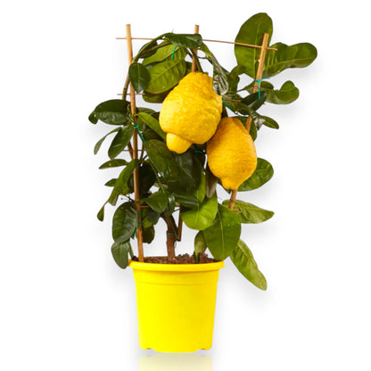 Alberello di Citrus medica con frutti di cedro e fogliame verde