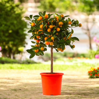 Alberello di Citrus microcarpa con tronco sottile e chioma fruttifera