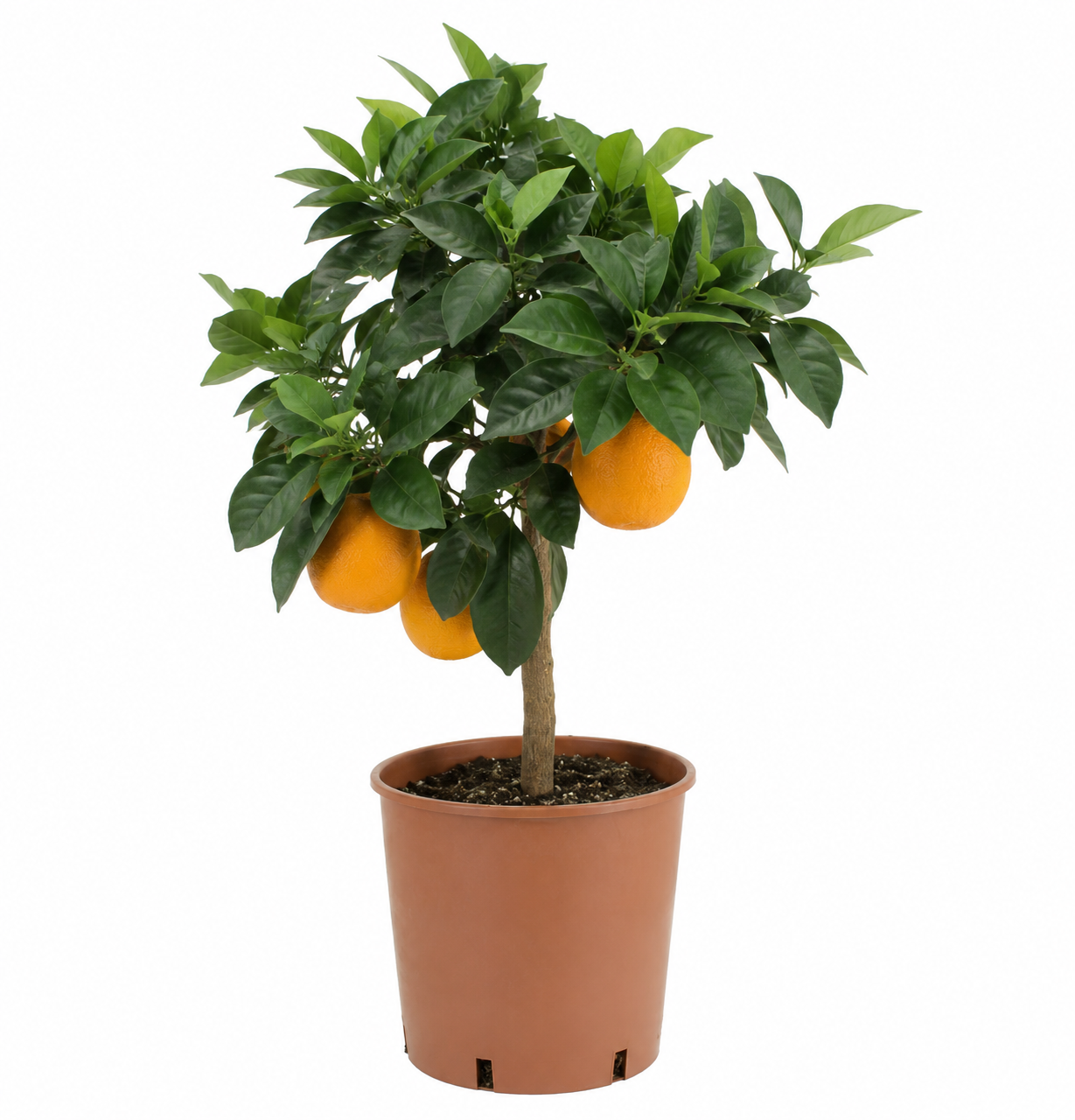 Alberello di arancio dolce con tronco sottile e arance mature alla luce naturale