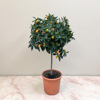 Alberello di kumquat con numerosi frutti arancioni