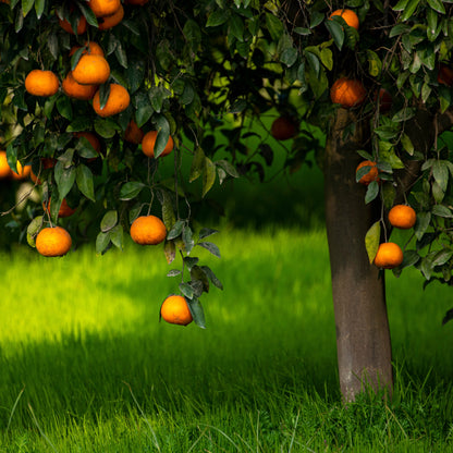 Albero di clementino dalla chioma fruttifera con clementine arancioni