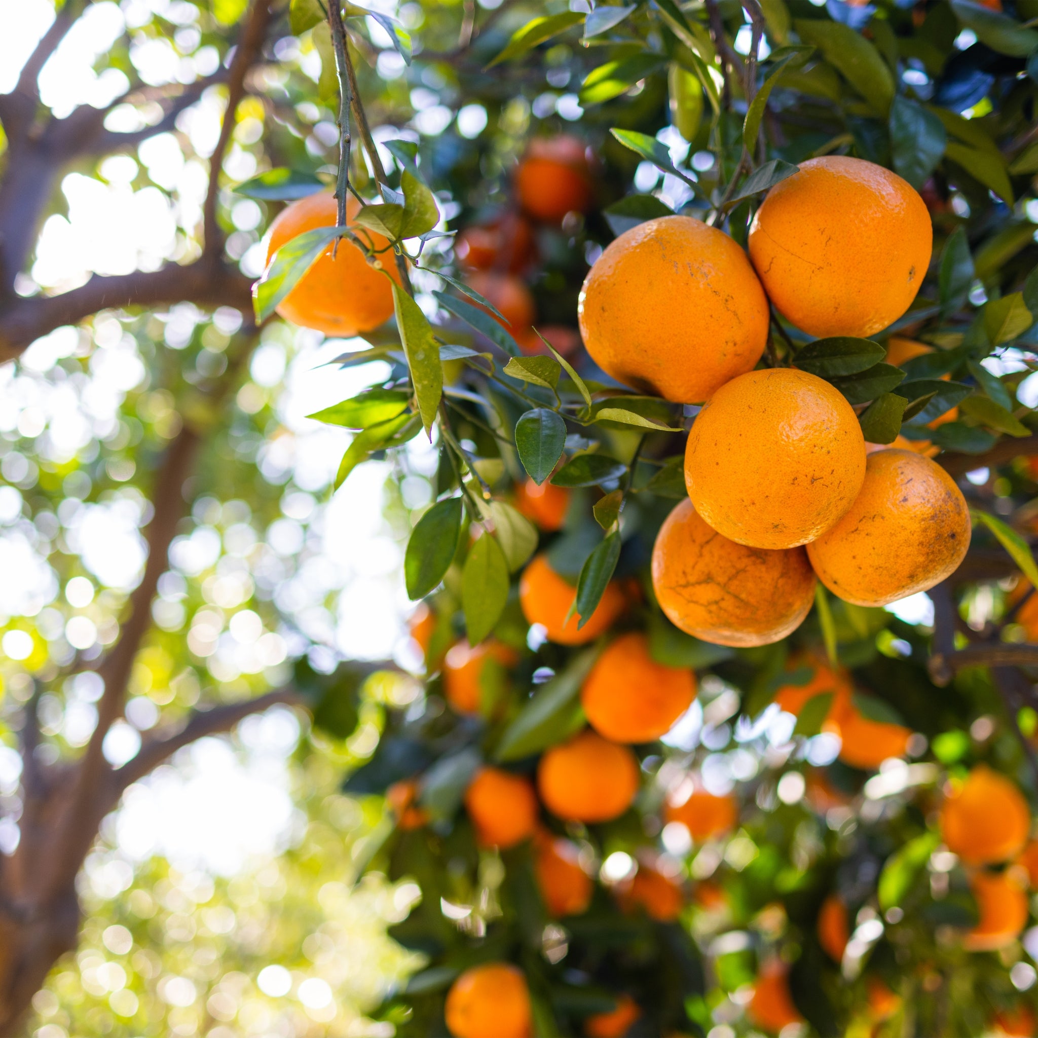 Albero di Citrus myrtifolia dal portamento compatto con frutti arancioni