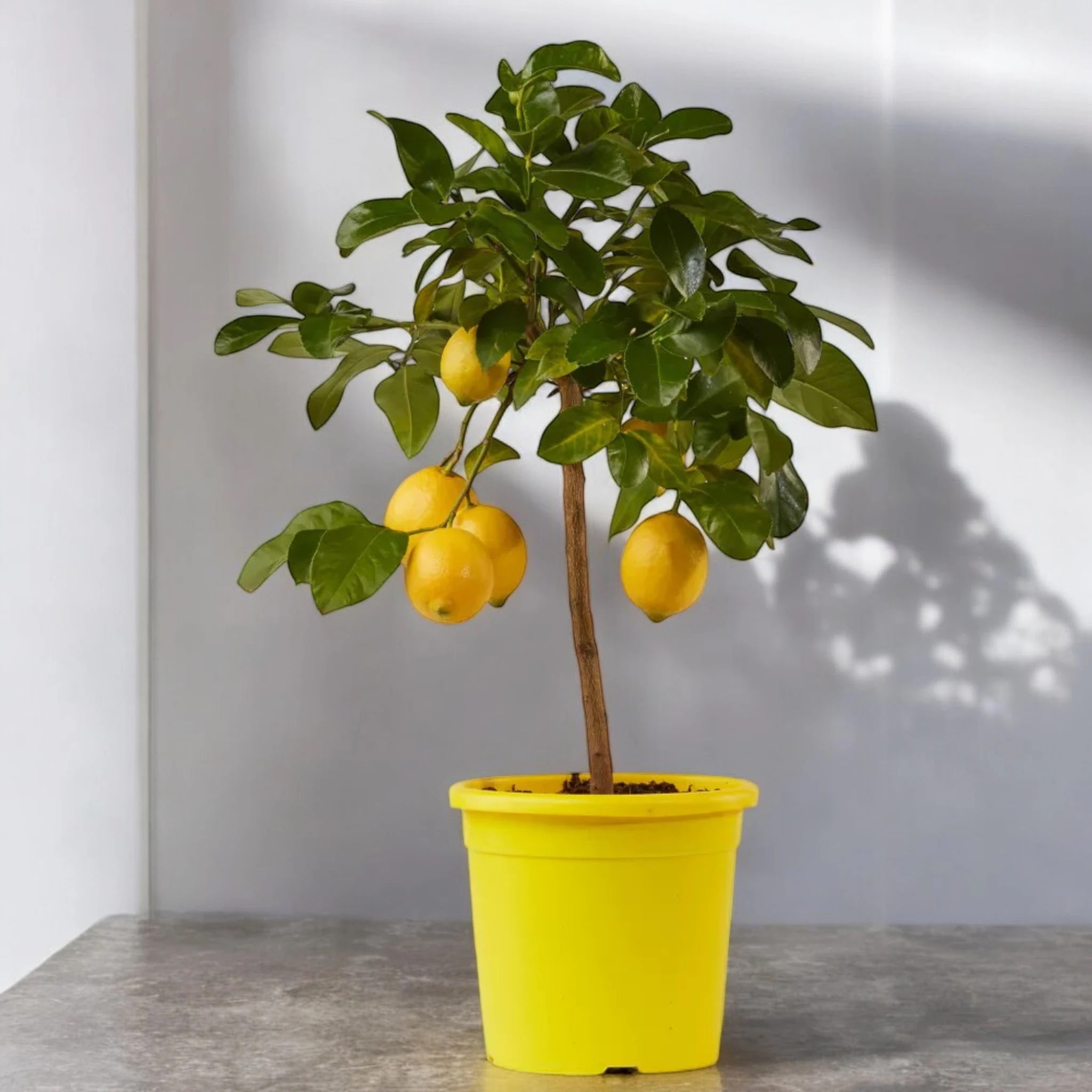 Albero di Citrus limon ‘Femminello’ ricco di limoni maturi