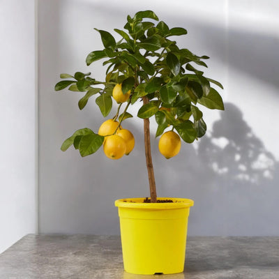 Albero di Citrus limon ‘Femminello’ ricco di limoni maturi