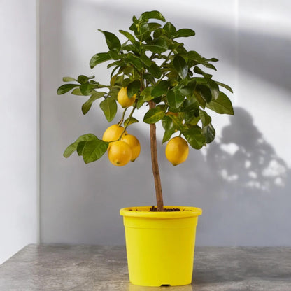 Albero di Citrus limon ‘Femminello’ ricco di limoni maturi