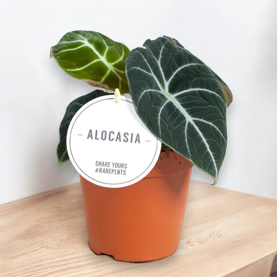 Alocasia 'Black velvet'
