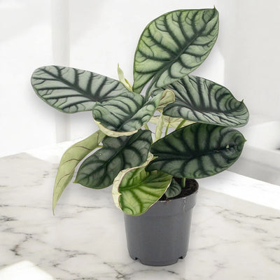 Alocasia 'Dragon scale'