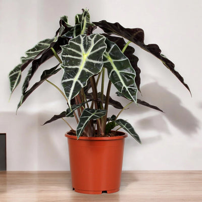 Alocasia 'Polly'