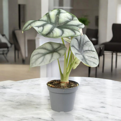 Alocasia Silver Dragon elegante in tavolo marmo