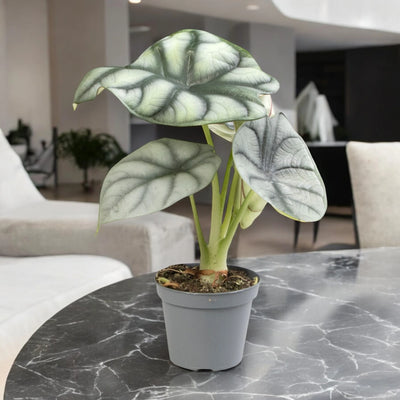 Alocasia 'Silver Dragon' in tavolo marmo nero