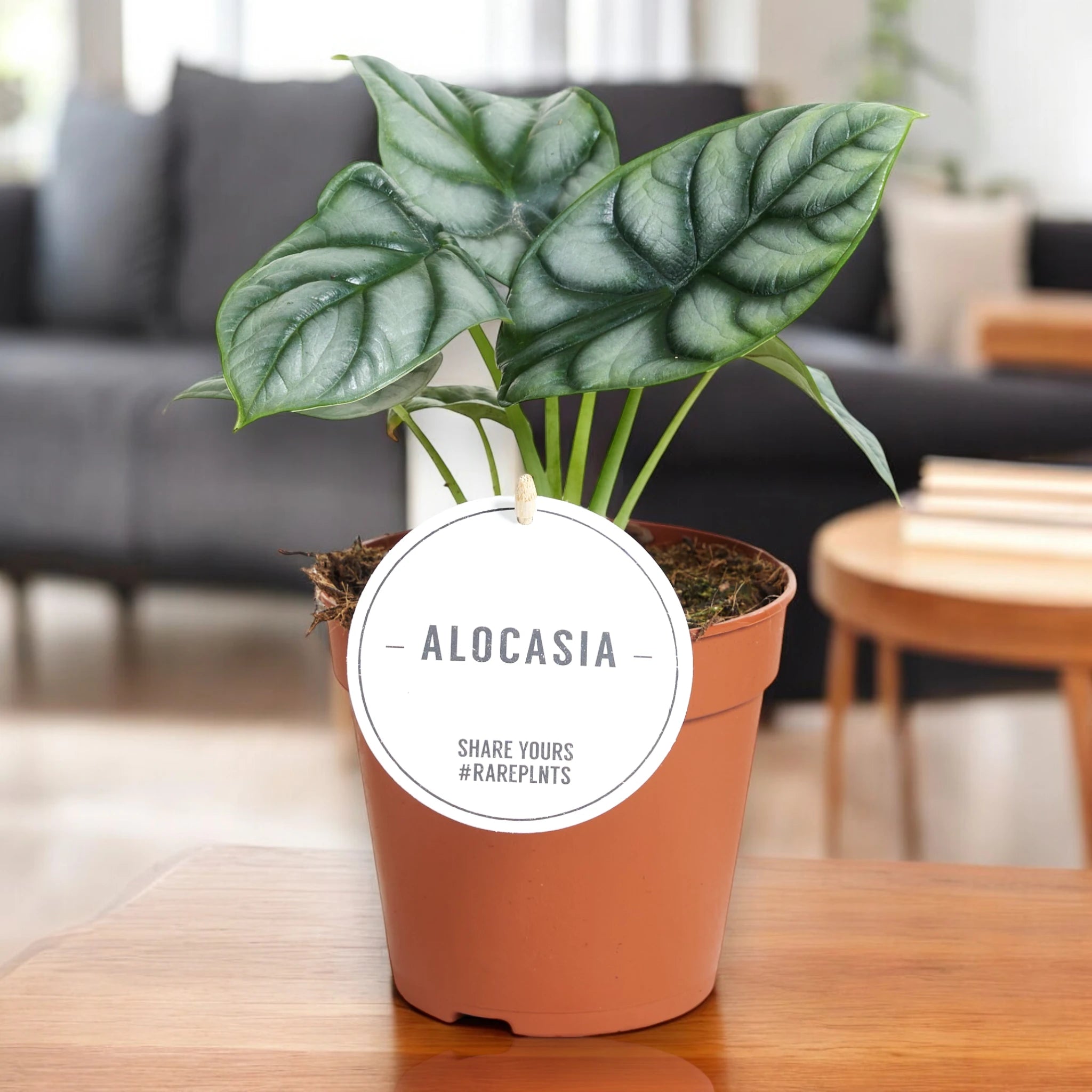 Alocasia Silver Dragon in tavolo di legno