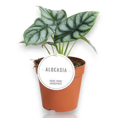 Alocasia Silver Dragon - dettaglio foglia