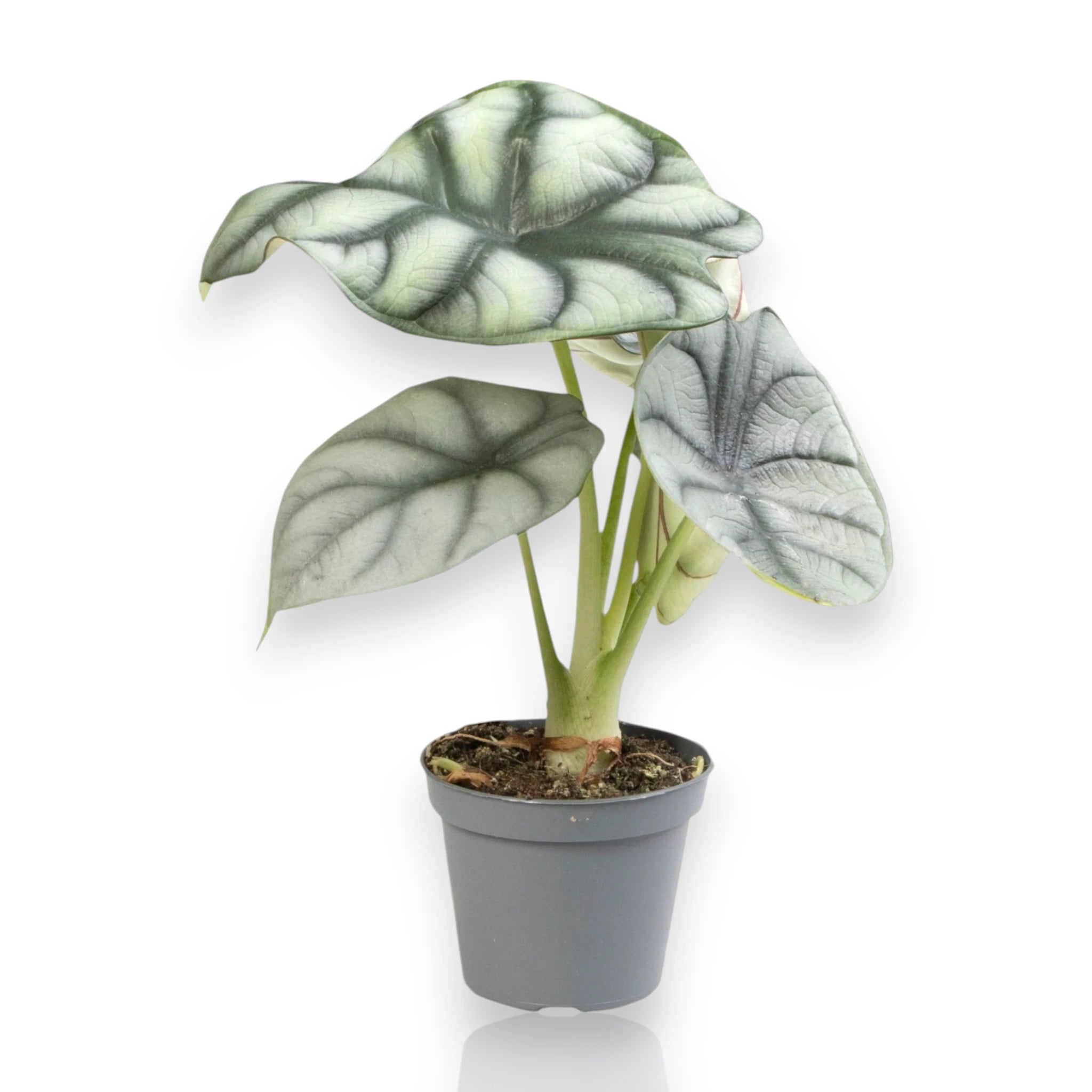 Alocasia 'Silver Dragon' sfondo bianco