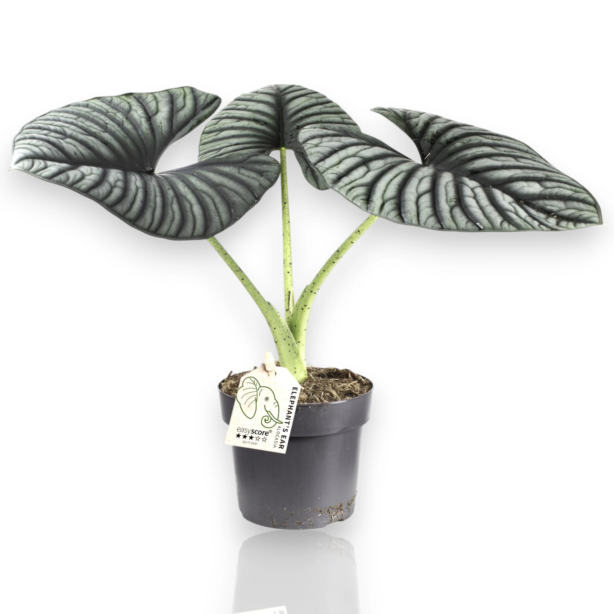 Alocasia Silver Nebula - pianta